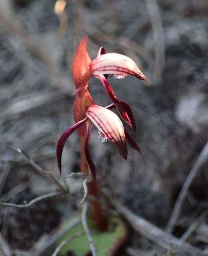 Pyrorchis  - Red beaked orchid-DSC_6961.JPG